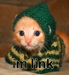 A cat dressed as Link