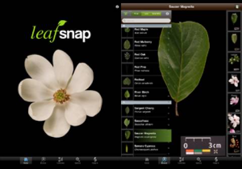 LeafSnap app screensho (14839)
